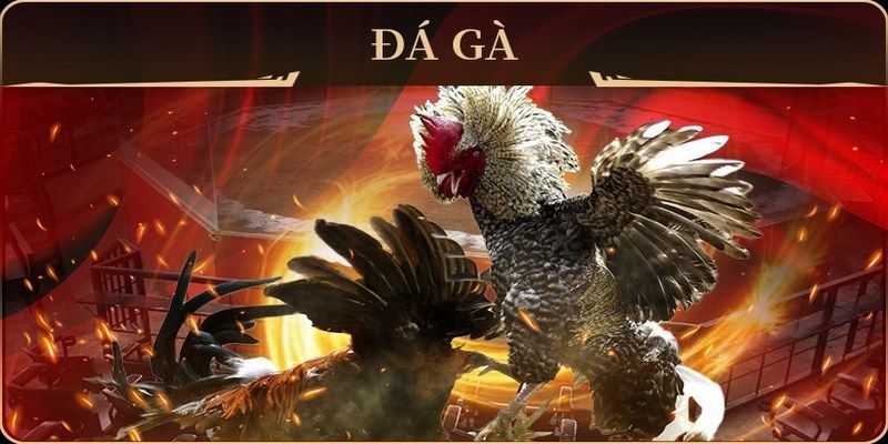 soilac đá gà trực tiếp campuchia